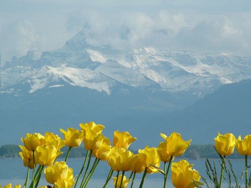 Photos du Voyage TABOUREAU : Fête des Tulipes de Morges ( Suisse - au bord du Lac Léman)  ( SAMEDI 25 AVRIL 2026 )